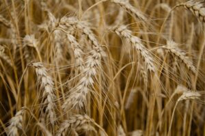 a close up of a bunch of wheat