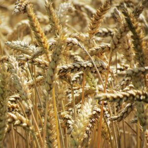 shallow focus photo of brown wheat